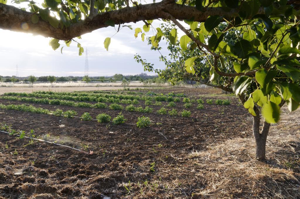 Вилла Agrimat Salento Sas Алецио Экстерьер фото